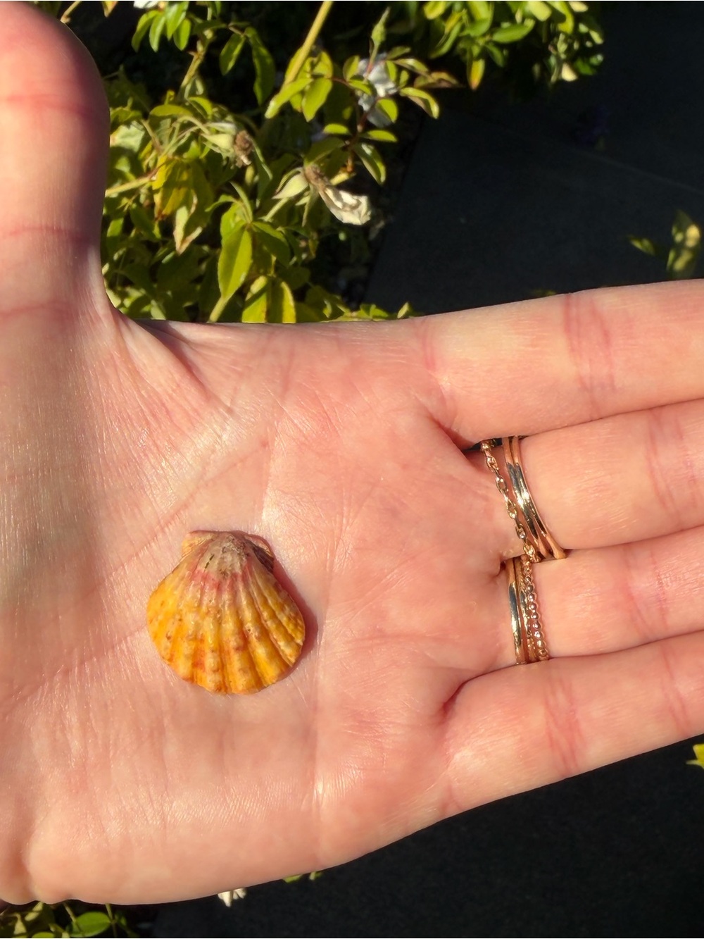 Sunrise shell